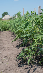 growth tomato