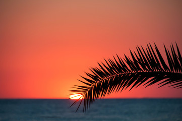 Plage au coucher du soleil, mer du soir, palmiers