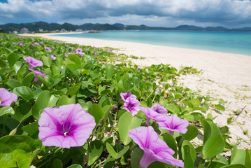 グンバイヒルガオと海