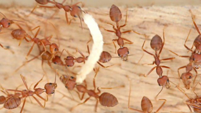 Red weaver ant working, walking, Macro mode.