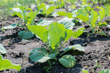 Cabbage field