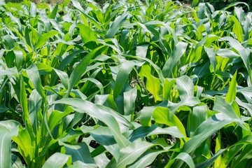 a green corn field, farming field