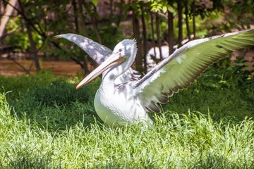 Eastern white pelican