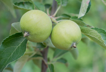 Green apples on an apple-tree branch
