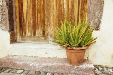 Kaktus in einer Gasse von Bosa, Sardinien, Italien