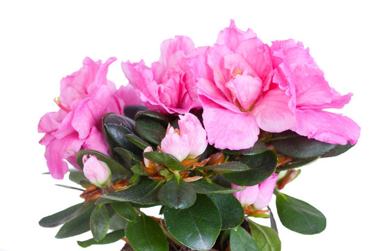 Blossoming Pink Azalea Yuli's Grade On A White Background