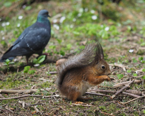 squirrel in the forest