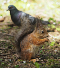 squirrel in the forest