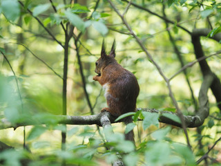 squirrel in the forest