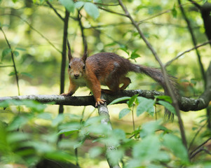 Obraz premium squirrel in the forest