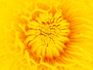 yellow dandelion