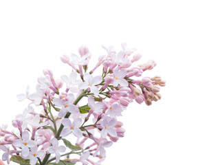 Obraz na płótnie Canvas lilac on white background