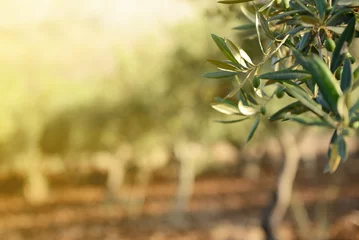 Küchenrückwand glas motiv Olivenbaumgarten, mediterranes Olivenfeld zur Ernte bereit. © Khorzhevska