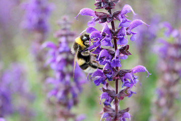 Hummel