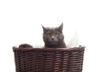 Fototapeta na wymiar gray cat sitting in a wicker basket