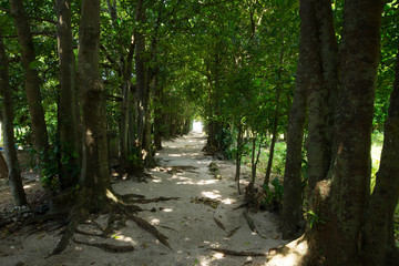 備瀬のフクギ並木（沖縄県本部町）