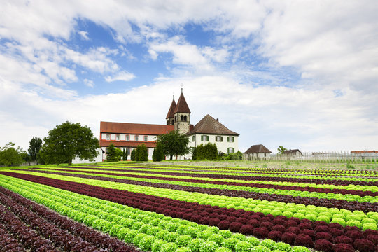 Salatfeld Reichenau