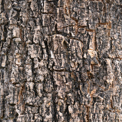 texture of fracture on the tree bark.