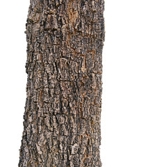 texture of fracture on the tree bark