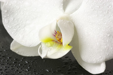 Naklejka na ściany i meble Orchid close-up
