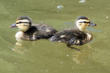 Two Mallard chicks