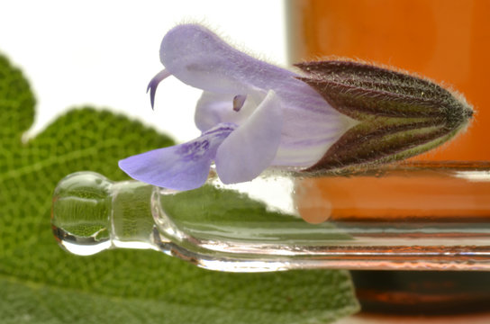 Salvia officinalis Sauge officinale Echter Salbei قصعين طبي