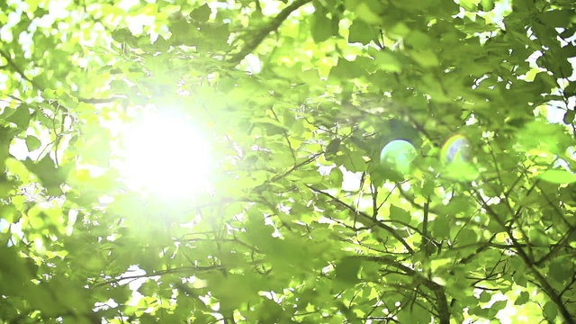 sun flaring through leafs slow motion