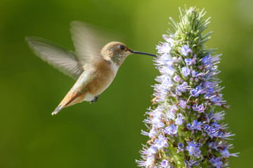 Fototapeta na wymiar Hummingbird feeding