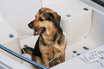 Dog sitting in well of small cabin cruiser