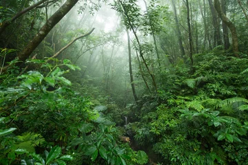 Foto auf Alu-Dibond Yambaru-Wald © yuuta
