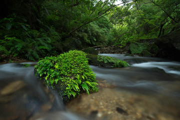 ヤンバルの清流　比地川
