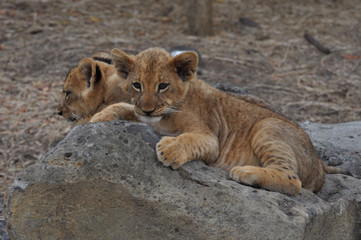 lion cub lionceaux