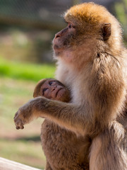 Liebvolle Berberaffenmutter mit Baby