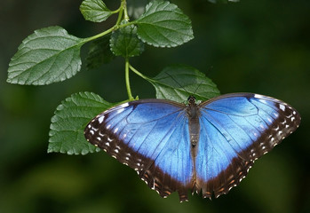Blue morpho butterfly