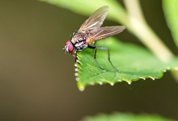 Fly