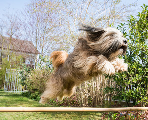 Tibetan Terrier Dog in Action