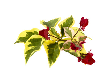 Fototapeta premium Bougainvillea Sprig of Variegated Leaves and Red Flowers