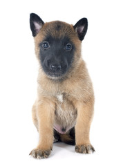 puppy malinois
