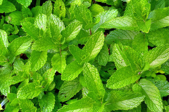 279 Best Menthe Verte Images Stock Photos Vectors Adobe Stock