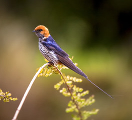 striped swallow on perch
