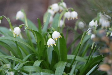 подснежники
