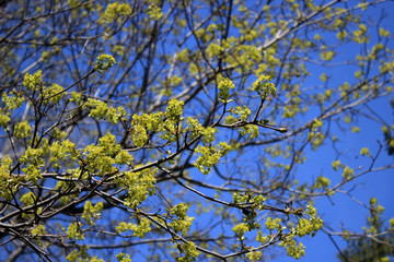 Flowers of maple against blue sky background