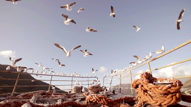 Sea gulls in slow motion