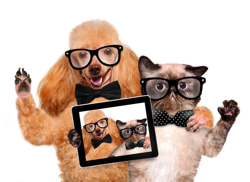 dog with cat taking a selfie together with a tablet