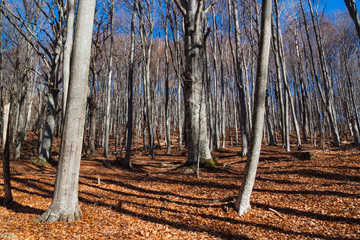 Autumn forest