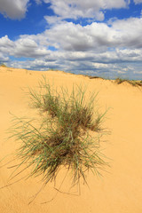 bush in sand desert
