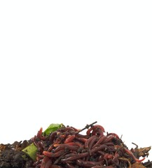 Obraz premium Background of earthworms in compost on white
