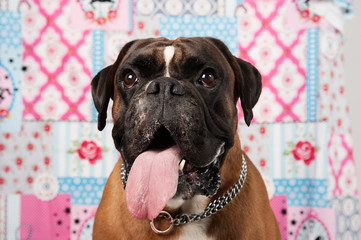 Hundeportrait Boxer