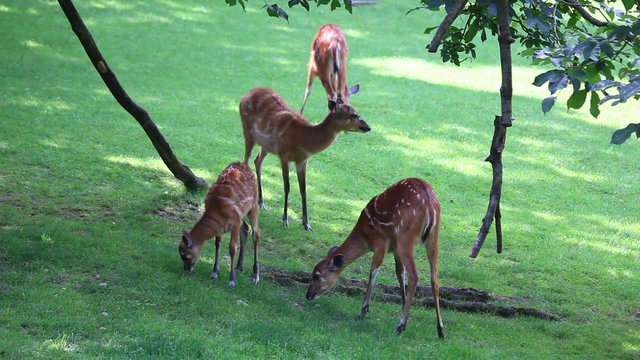 Large herd of Antelope Sitatunga eating grass