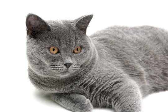 gray cat (breed scottish-straight, age 6,5 months) on white back